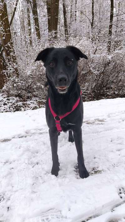 Hundetreffen-Spaziergang nach Vereinbarung-Bild