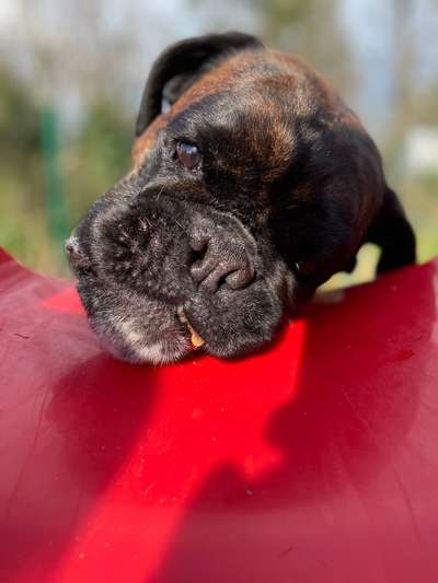 11. Farben Foto Challenge Rot-Beitrag-Bild