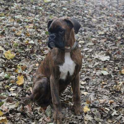 12. Farben Foto Challenge --- Braun-Beitrag-Bild