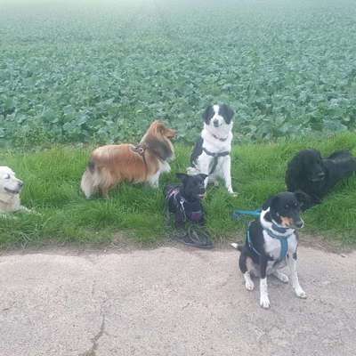 Hundetreffen-Spiel und Spaß in der Reithalle zugunsten des Tierschutzes-Bild