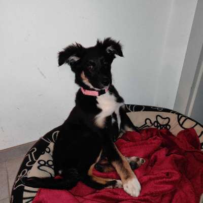 Hundetreffen-Treffen zum austoben-Bild