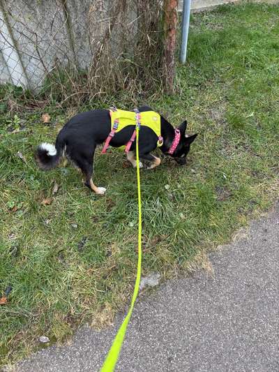 Hundetreffen-Gemeinsame Gassi-Runde, Spielen-Bild