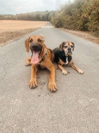 Hundetreffen-Spazieren & Spielen-Bild