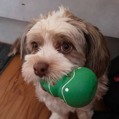 Hundetreffen-Spielen und Gassi gehen-Bild