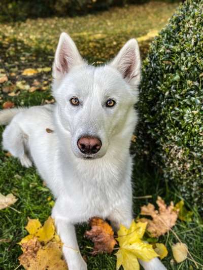 Husky-Beitrag-Bild