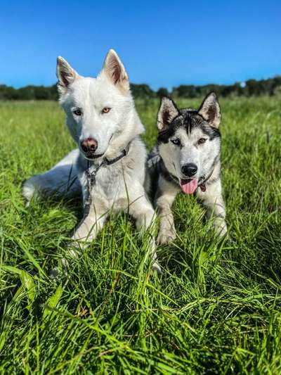 Husky-Beitrag-Bild