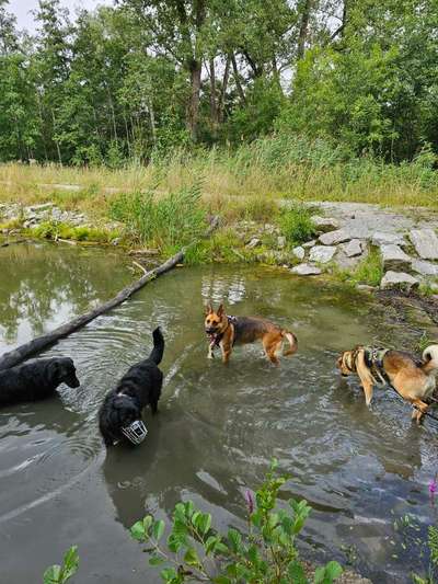 Hundetreffen-Wir suchen noch Leute für unser Gassiteam :)-Bild