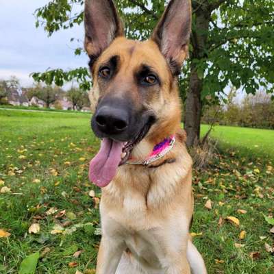 Hundetreffen-Gemeinsame Gassi & Spielrunden-Bild