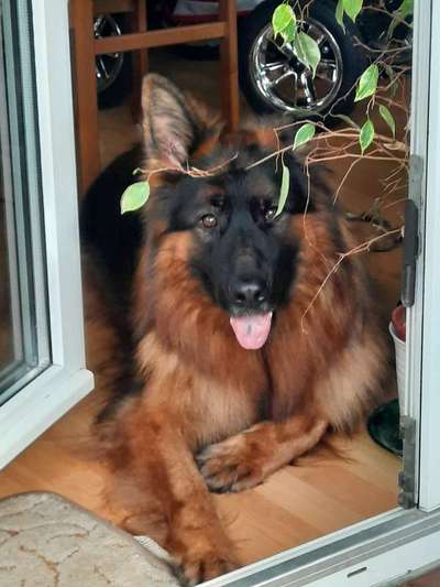 Schäferhundetreff PLZ-Beitrag-Bild