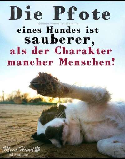 Alles rund um den Schäferhund, diskutieren erwünscht.-Beitrag-Bild