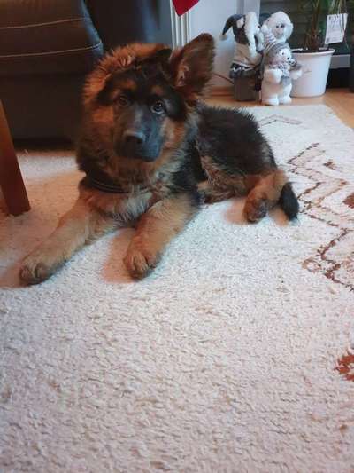 Welpen Bilder !-Beitrag-Bild