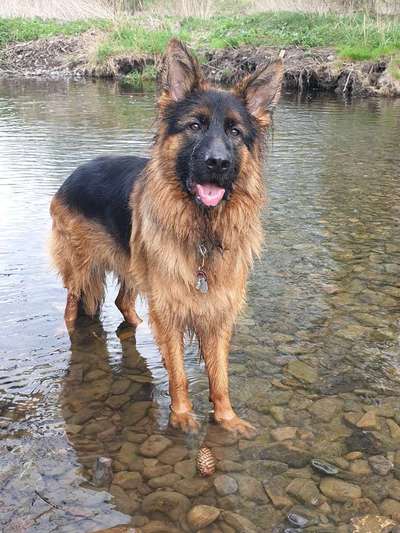 Schäferhund-Fans?-Beitrag-Bild