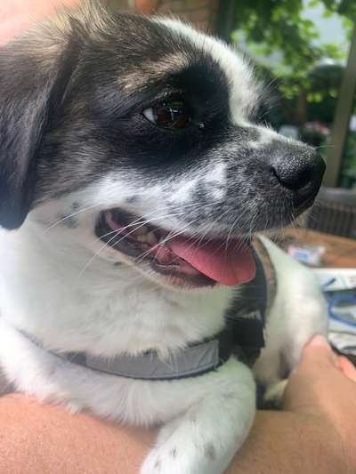 Tongue Out Tuesday-Beitrag-Bild