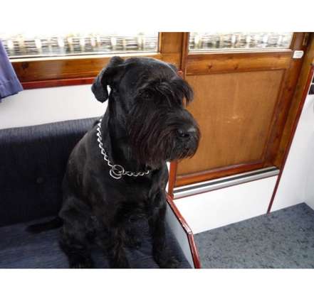 Unsere Fellnasen im Regenbogenland-Beitrag-Bild