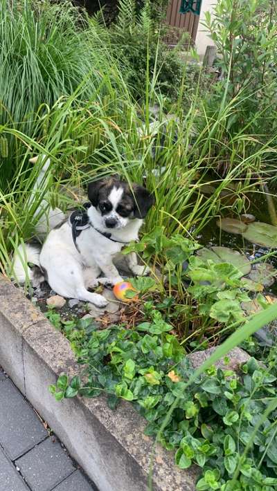 Mischlingshunde Foto Aufruf-Beitrag-Bild