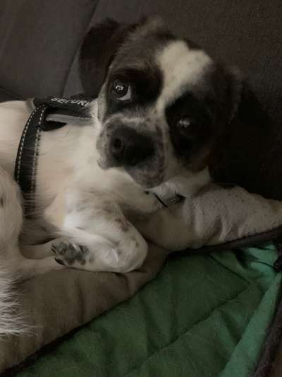 Unsere Fellnasen im Regenbogenland-Beitrag-Bild