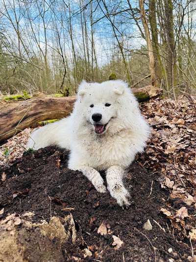 Hundetreffen-Gemeinsame Spaziergänge/spiel treffen-Bild