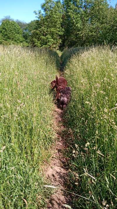 Die Dogorama Kalender Challenge 4/4-Beitrag-Bild