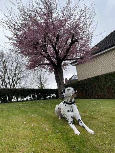 Die Dogorama Monats Challenge "Es grünt und blüht"-Beitrag-Bild