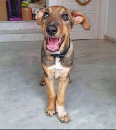 Welpen Bilder !-Beitrag-Bild