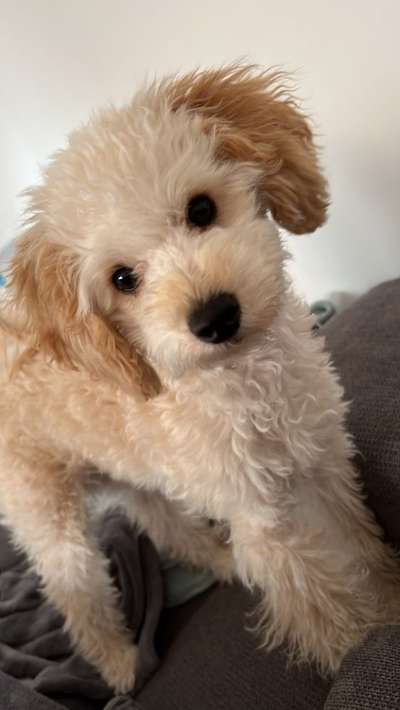 Alles rund um den Pudel-Beitrag-Bild