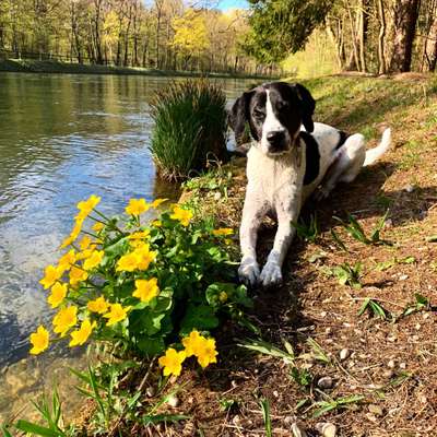 Hundeauslaufgebiet-Hinterbrühl-Bild