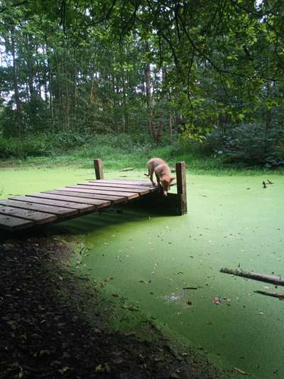 Foto -Challenge  Thema : Dein Hund Im Wald-Beitrag-Bild