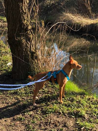 Podenco-Mix in NRW-Beitrag-Bild