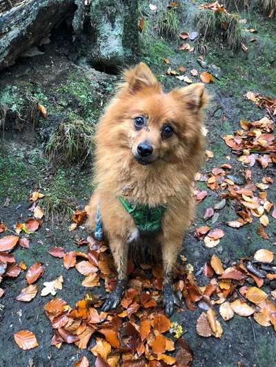 Zeigt mir doch mal eure Dreckspätze-Beitrag-Bild