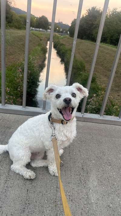 Hundetreffen-Spielkamerad in Weinheim gesucht :)-Bild