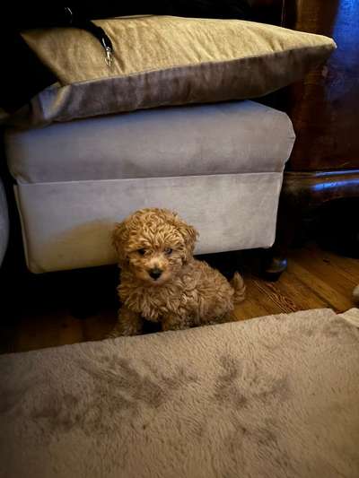 Gassi gehen-Beitrag-Bild