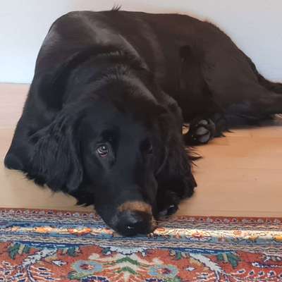 Hundetreffen-Hundetreffen Raum Eggenburg
