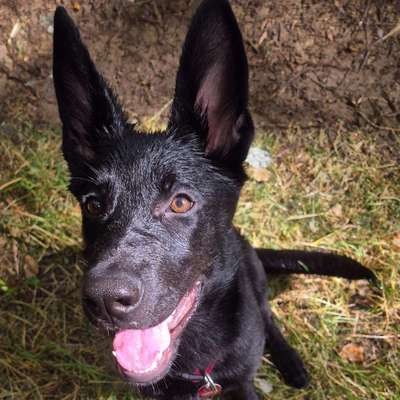 Hundetreffen-Spaziergang und Training-Bild