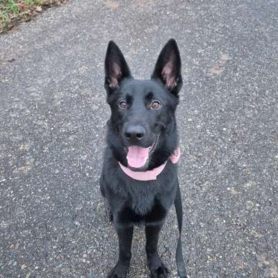 Hundetreffen-Social-Walk Gruppe-Bild