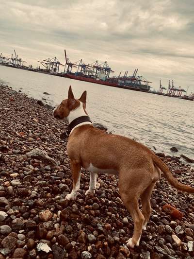 Miniatur Bull Terrier-Beitrag-Bild