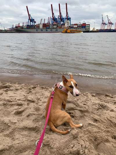 Miniatur Bull Terrier-Beitrag-Bild