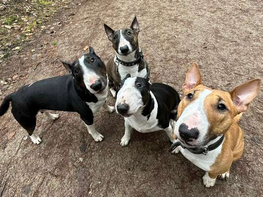 Miniatur Bull Terrier-Beitrag-Bild