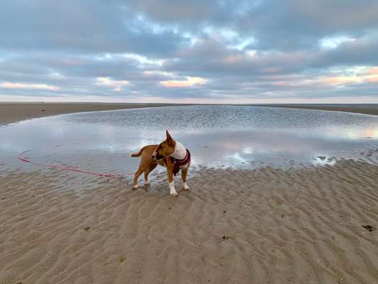 Die Dogorama Kalender Challenge Titelbild-Beitrag-Bild