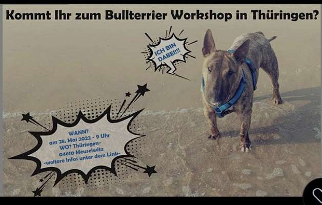 Miniatur Bullterrier-Beitrag-Bild