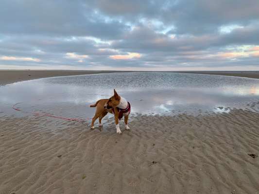 Die Dogorama Kalender Challenge 4/4-Beitrag-Bild