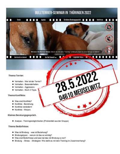 Miniatur Bull Terrier-Beitrag-Bild