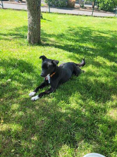 Auslandstierschutz-Beitrag-Bild