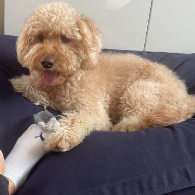 Hundetreffen-Hundebegegnungen / Social Walk-Bild