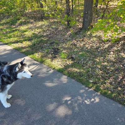 Giftköder-Tierkadavar-Bild