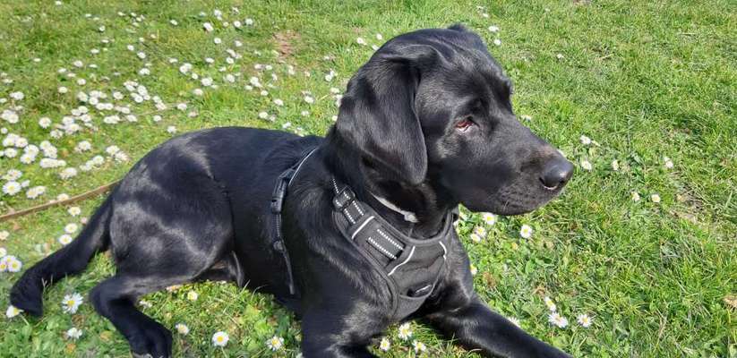 Labradorfans-Beitrag-Bild