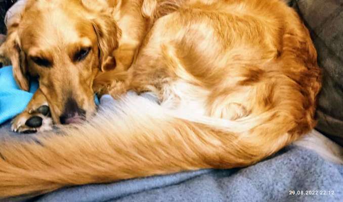 Wo sind die Golden Retriever Liebhaber?-Beitrag-Bild