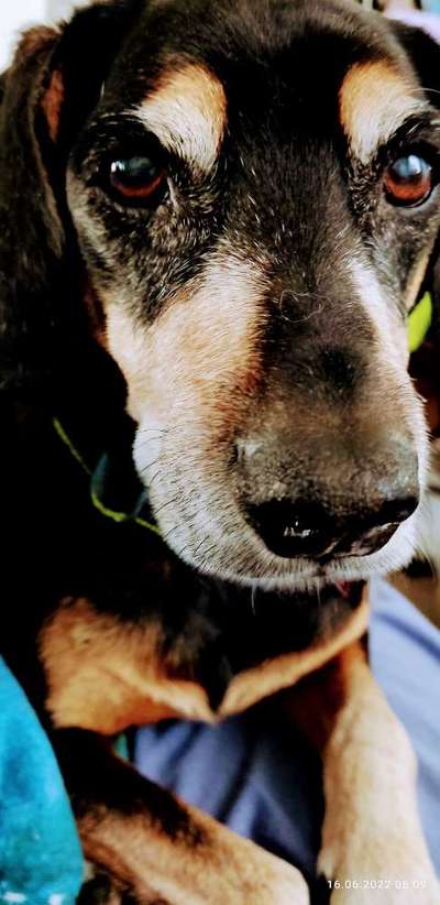 Liebhaber des Deutschen Pinscher gesucht.-Beitrag-Bild