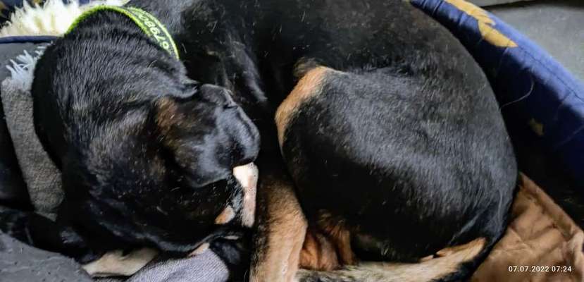 Liebhaber des Deutschen Pinscher gesucht.-Beitrag-Bild