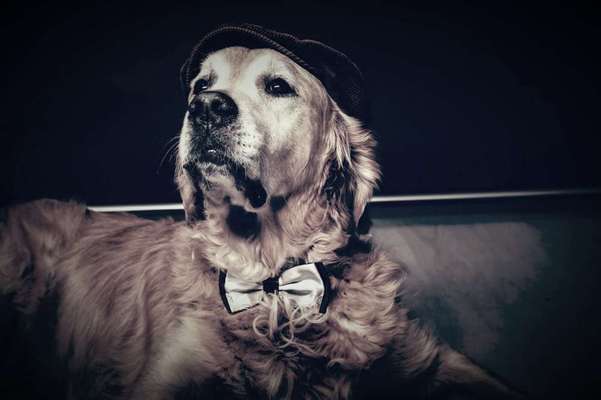 Unsere Fellnasen im Regenbogenland-Beitrag-Bild