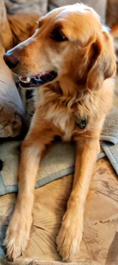 Wo sind die Golden Retriever Liebhaber?-Beitrag-Bild